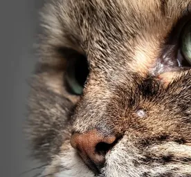 Jerawat Kucing - Penyebab dan Cara Mengatasinya