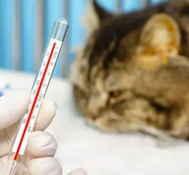 Kucing Demam Kenali Gejala dan Cara Penanganan yang Tepat!
