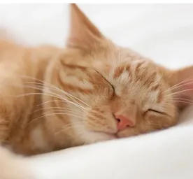 Pertolongan Pertama Kucing Sesak Nafas