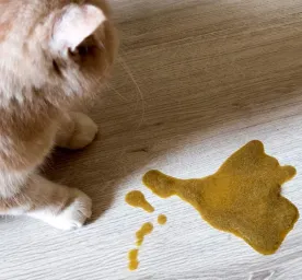 Kenali Penyebab Kenapa Kucing Muntah Kuning