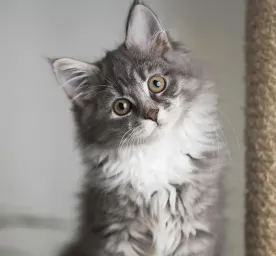 Perkembangan Anak Kucing - Kapan Anak Kucing Membuka Mata