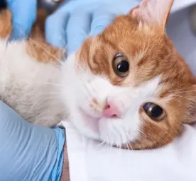 Simak Urutan Vaksin Kucing hingga Kisaran Biayanya