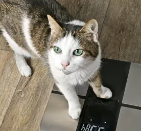 Berat Badan Ideal Kucing -Panduan untuk Menjaga Kesehatan Kesayangan