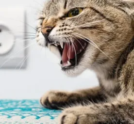 Rabies pada Kucing dan Hal-hal yang Pemilik Anabul Harus Tahu