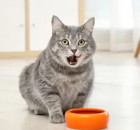 Probiotik - Kandungan Penting dalam Makanan Kucing Pro Plan