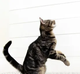 Hal yang Perlu Diperhatikan Sebelum Mengganti Makanan Kucing