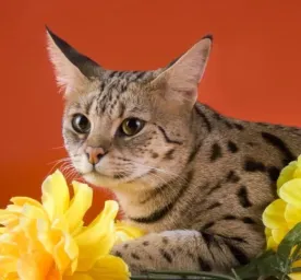 Kucing Paling Mahal di Dunia - 10 Ras Eksotis dan Bernilai Tinggi