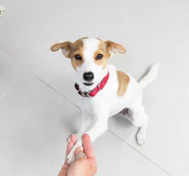 Trik Jitu untuk Mengajari Anjing Anda