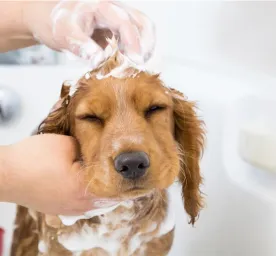 Menjaga Kesehatan Kulit Anak Anjing Anda