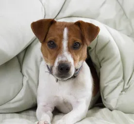 Kenali Penyakit Parvovirus yang Menyerang Anak Anjing & Pencegahannya