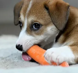 Apakah Anjing Boleh Makan Wortel