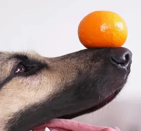 Apakah Anjing Boleh Makan Jeruk