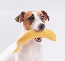 Makanan Anjing - Apakah Anjing Boleh Makan Pisang