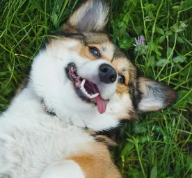 Cara Merawat Anjing