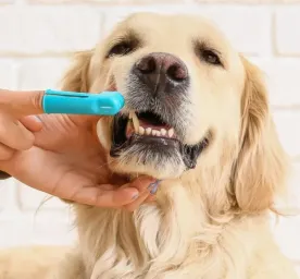 Bagaimana Cara Membersihkan Gigi Anjing