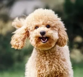Cara Merawat Anjing Poodle agar Tetap Lincah dan Sehat