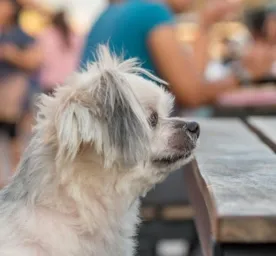 Apakah Anjing Boleh Makan Udang Ketahui Risikonya!