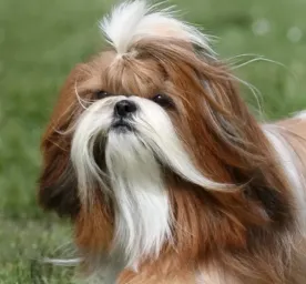 Cara Merawat Anjing Shih Tzu Agar Selalu Sehat dan Bahagia_