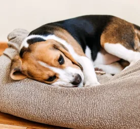 Anjing Sembelit Ini Solusi Alami dan Efektif untuk Mengatasinya