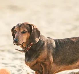 Ciri Anjing Obesitas dan Cara Mencegahnya