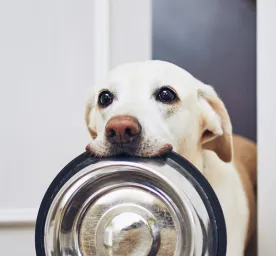 Menentukan Komposisi Makanan Anjing yang Terbaik