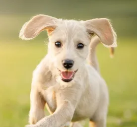 Penyakit Kulit Pada Anjing & Kucing Serta Pencegahannya