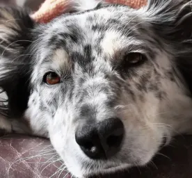 Penyebab Anjing Muntah dan Cara Mengatasinya