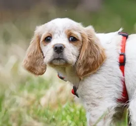 Kenali Ciri-Ciri Anjing Cacingan dan Cara Mengobatinya