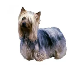 Australian silky terrier