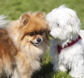 Jenis-jenis Anjing Peliharaan Lucu dan Menggemaskan