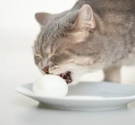 Can cats eat egg