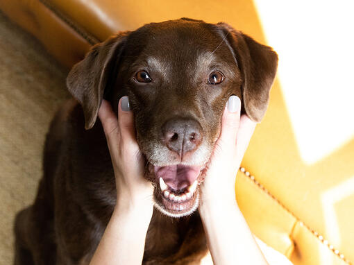 Senior chocolate lab with head in owners hands