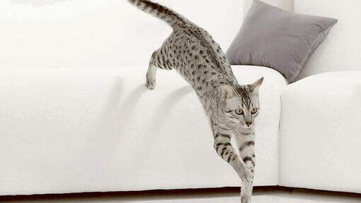 Cat leaping from sofa
