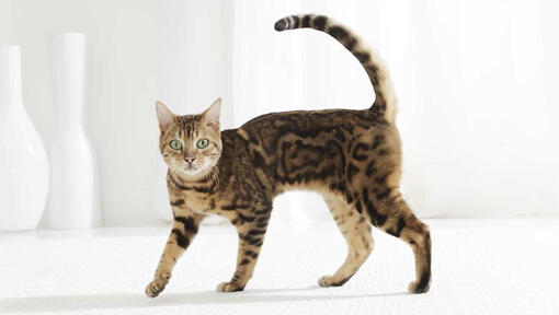 Tabby cat walking