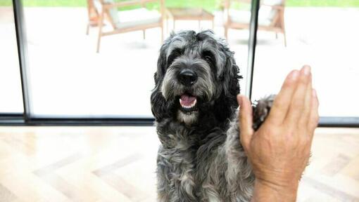 Dark Irish Wolfhound being stroked with mouth open.