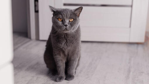 Grey British shorthair sitting on the floor