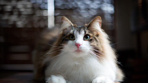 Light Norwegian Forest Cat with green eyes, lying down