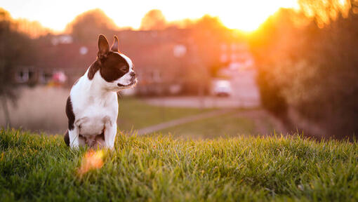Boston Terrier on grass with sun setting in background