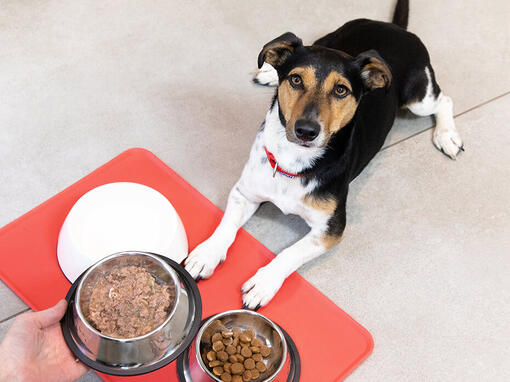 Dog sat in front of food bowls