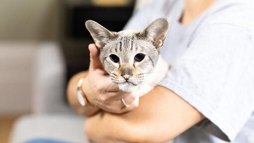 Cat being held by it's owner