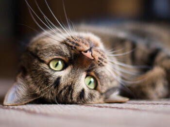 Tabby cat laying on its back