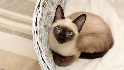 Siamese cat