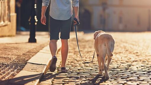 Golden Labrador walking along pebble street on leash with owner.