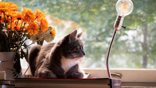 Dark brown cat sitting next to window looking outside.