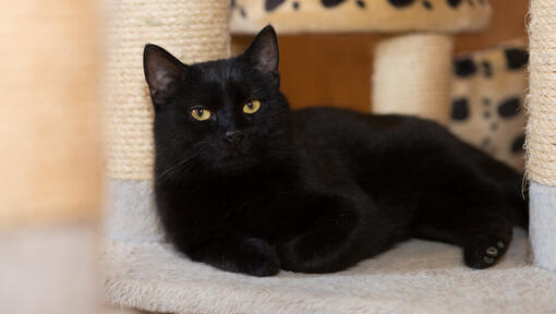 Black cat with light green eyes lying next to scratching post.