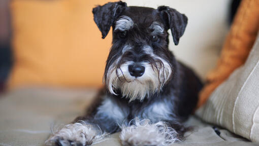 Black terrier with white beard lying down.