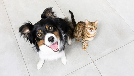 Dog and Cat looking upwards