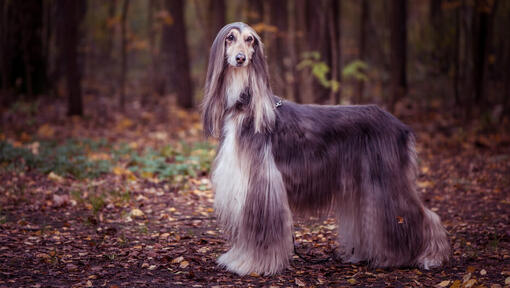 Afghan hound standing in forest.