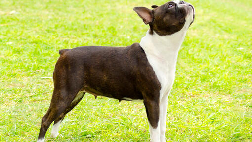 boston terrier looking up