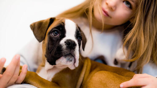 a young girl holding a boxer puppy